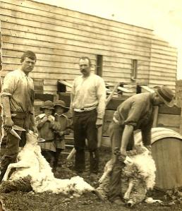 Charlie, the shearers and the twins, Roy closest to his father. Circa 1907.